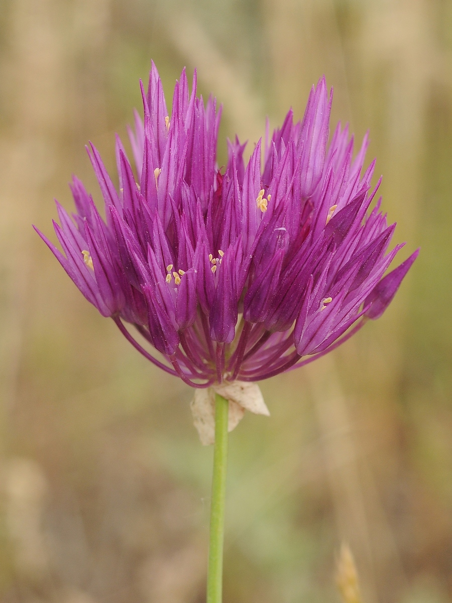 Image of Allium barsczewskii specimen.