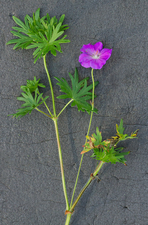 Image of Geranium sanguineum specimen.