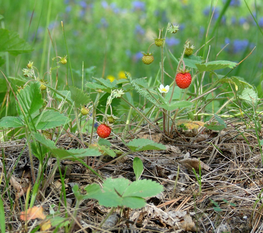 Изображение особи Fragaria vesca.