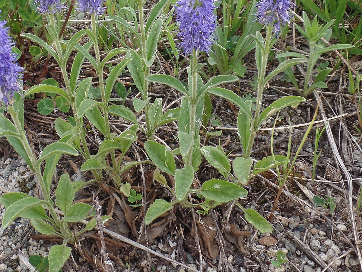 Image of Veronica porphyriana specimen.