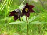 Fritillaria camschatcensis