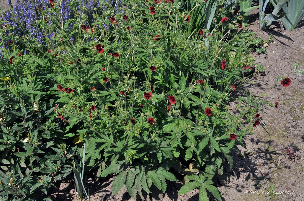 Изображение особи Potentilla thurberi.