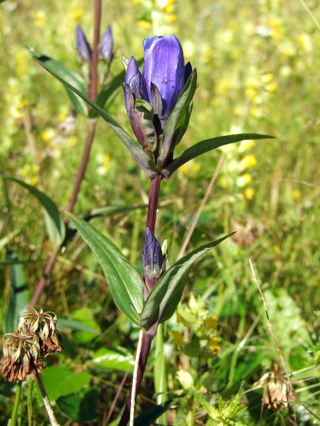 Изображение особи Gentiana triflora.