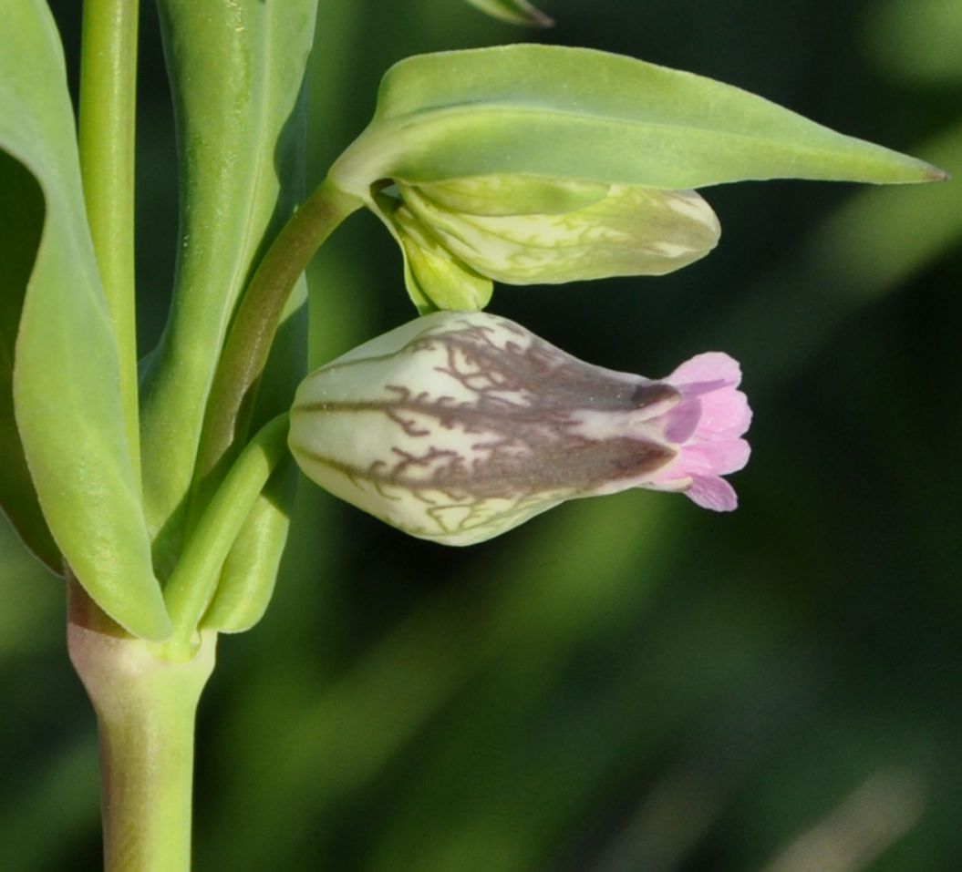 Image of Silene behen specimen.