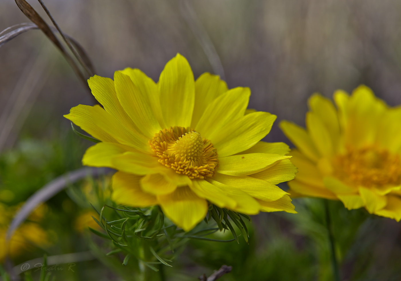 Image of Adonis vernalis specimen.