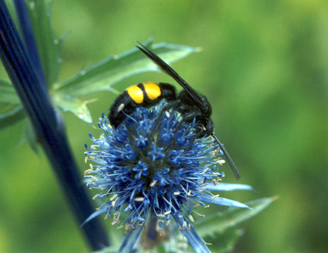 Изображение особи Eryngium planum.