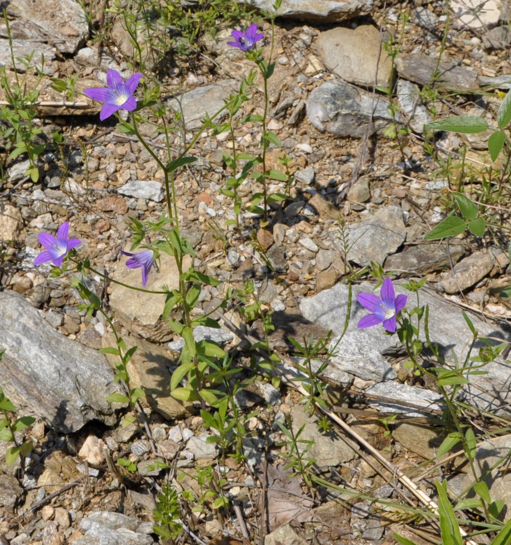 Изображение особи Campanula scutellata.