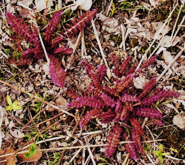 Image of Pedicularis sceptrum-carolinum specimen.