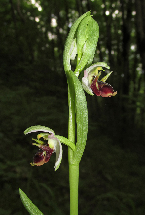 Изображение особи Ophrys oestrifera.