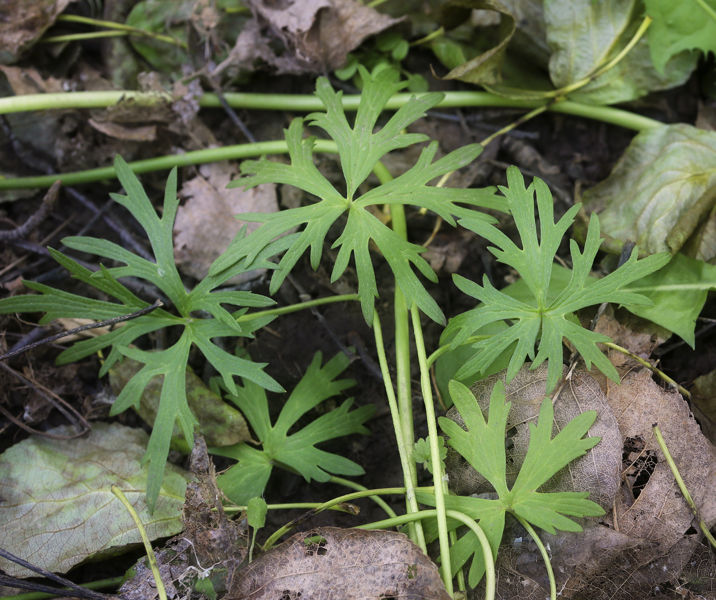 Image of Ranunculus acris specimen.