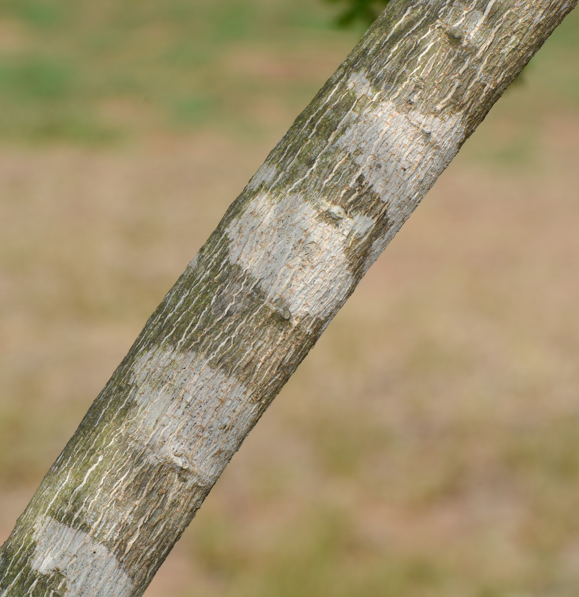 Image of Schotia afra specimen.