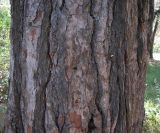 Pinus pityusa. Часть ствола. Абхазия, Гагрский р-н, г. Пицунда. 26 августа 2009 г.