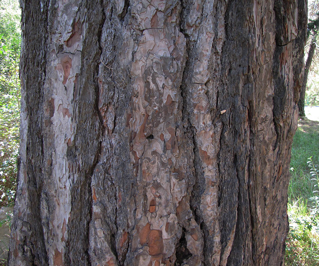 Image of Pinus pityusa specimen.