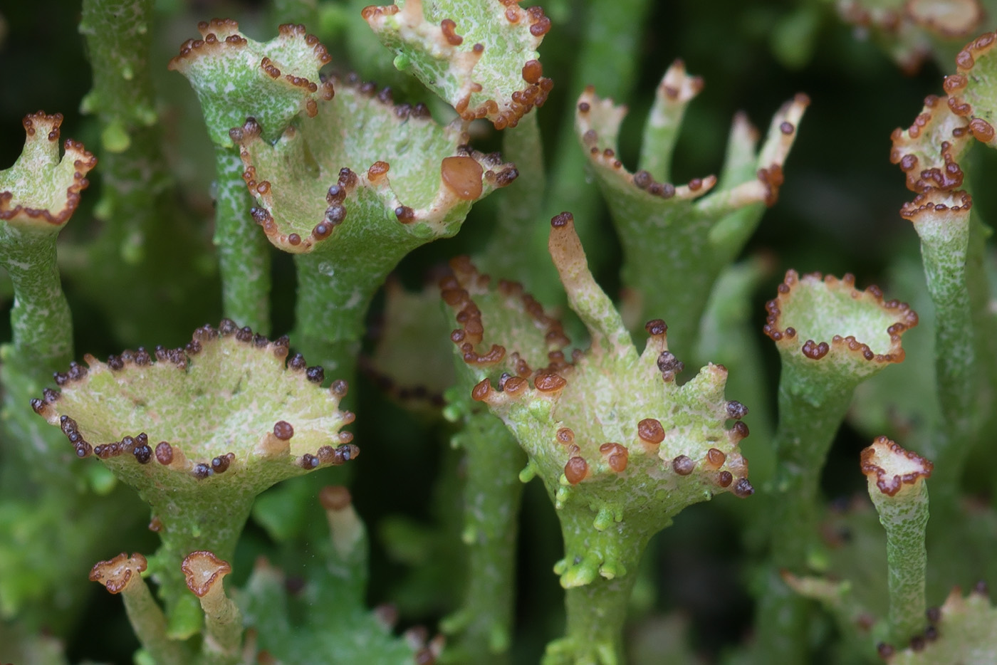 Изображение особи Cladonia gracilis ssp. turbinata.