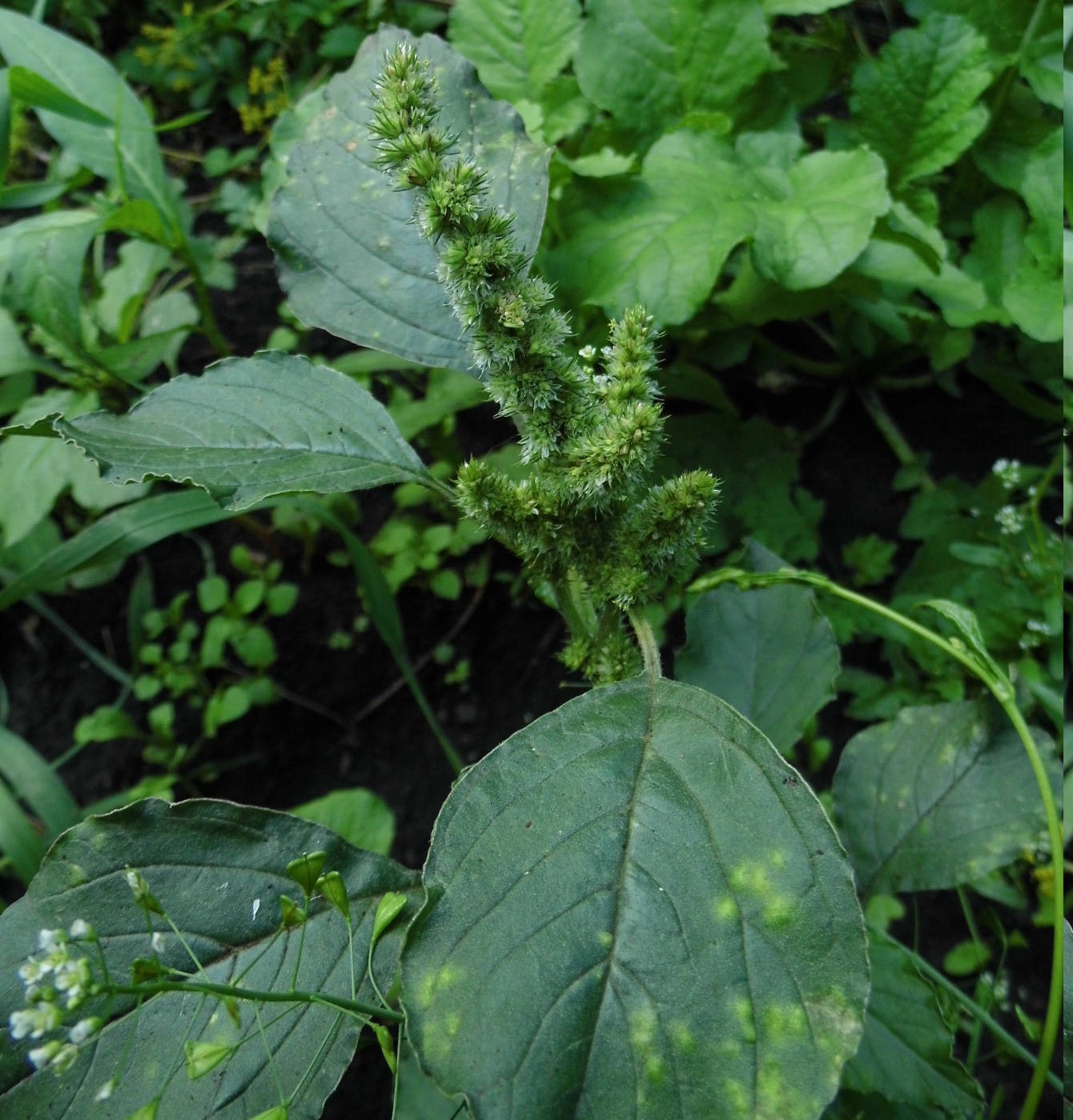 Изображение особи Amaranthus retroflexus.