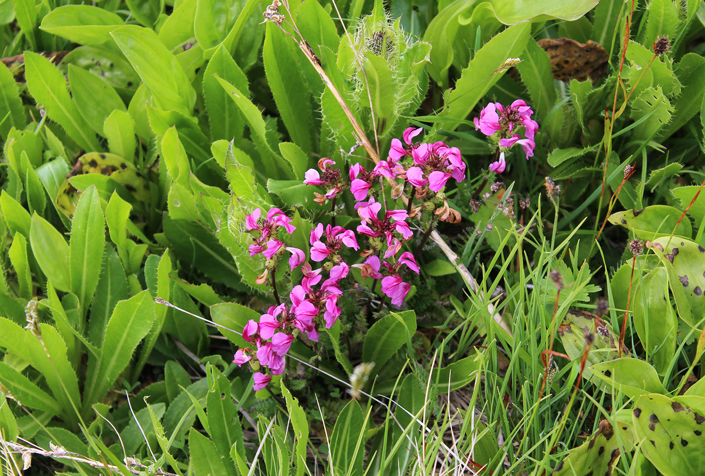 Image of Pedicularis nordmanniana specimen.