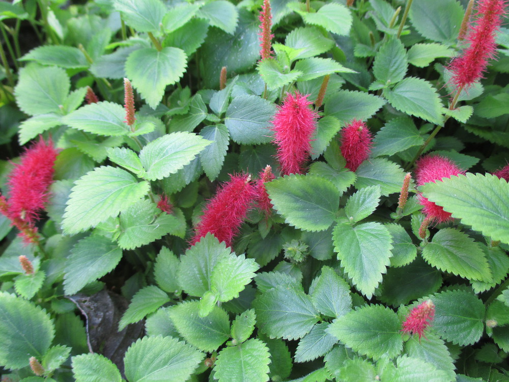 Image of Acalypha herzogiana specimen.