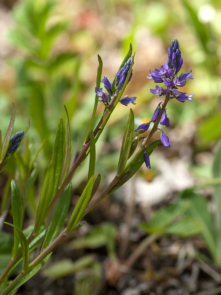 Image of Polygala comosa specimen.