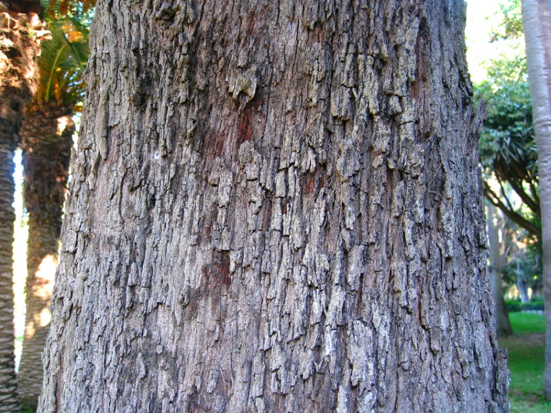 Image of Casuarina cunninghamiana specimen.