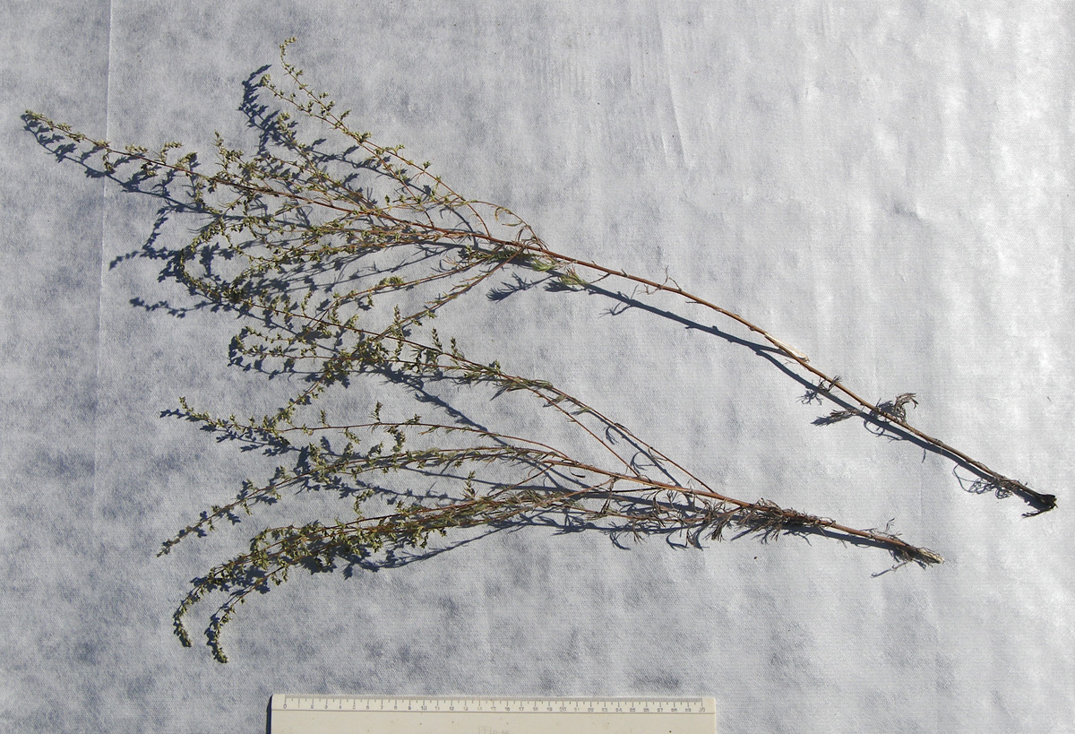 Image of Artemisia marschalliana specimen.