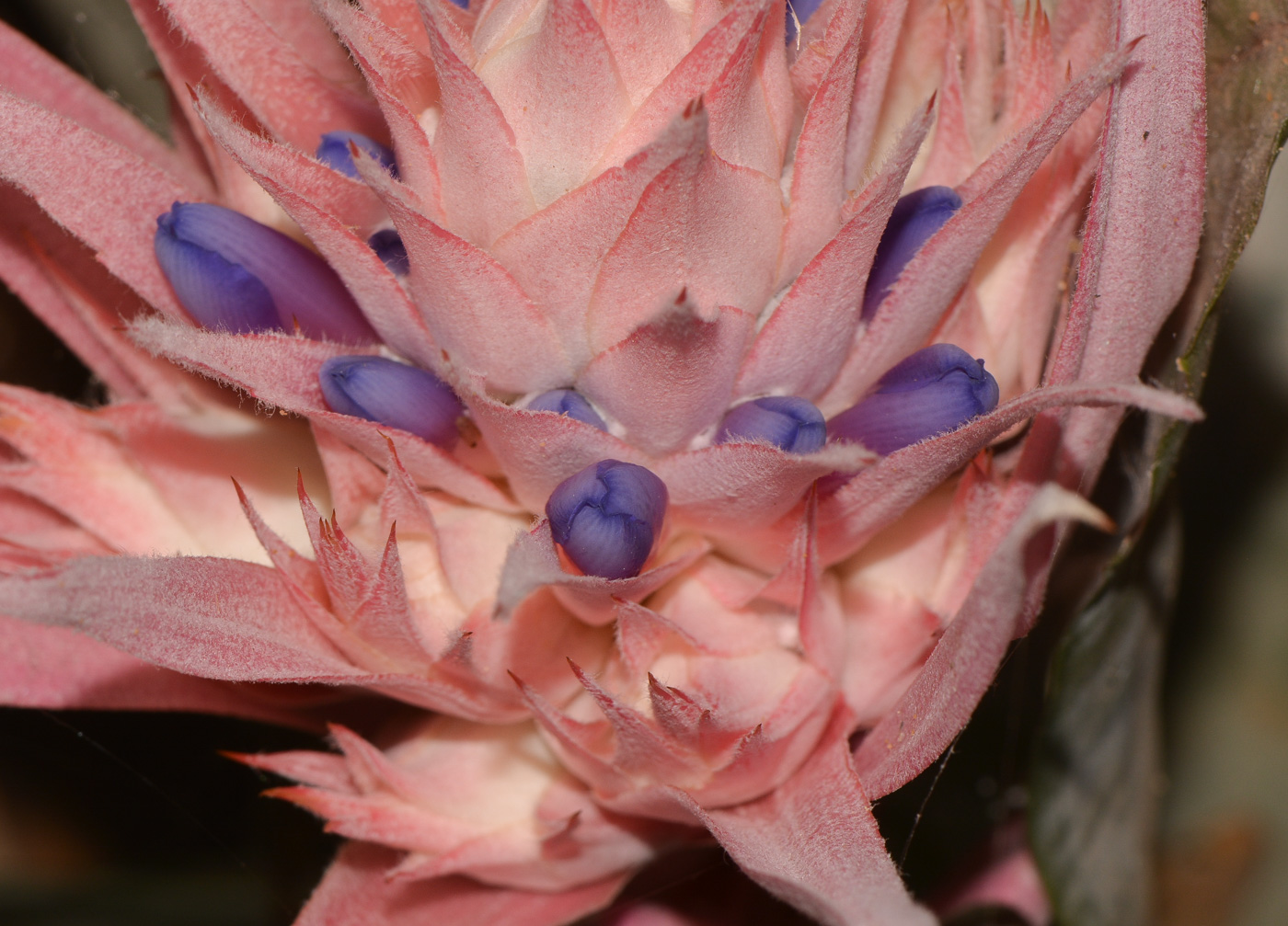 Image of Aechmea fasciata specimen.