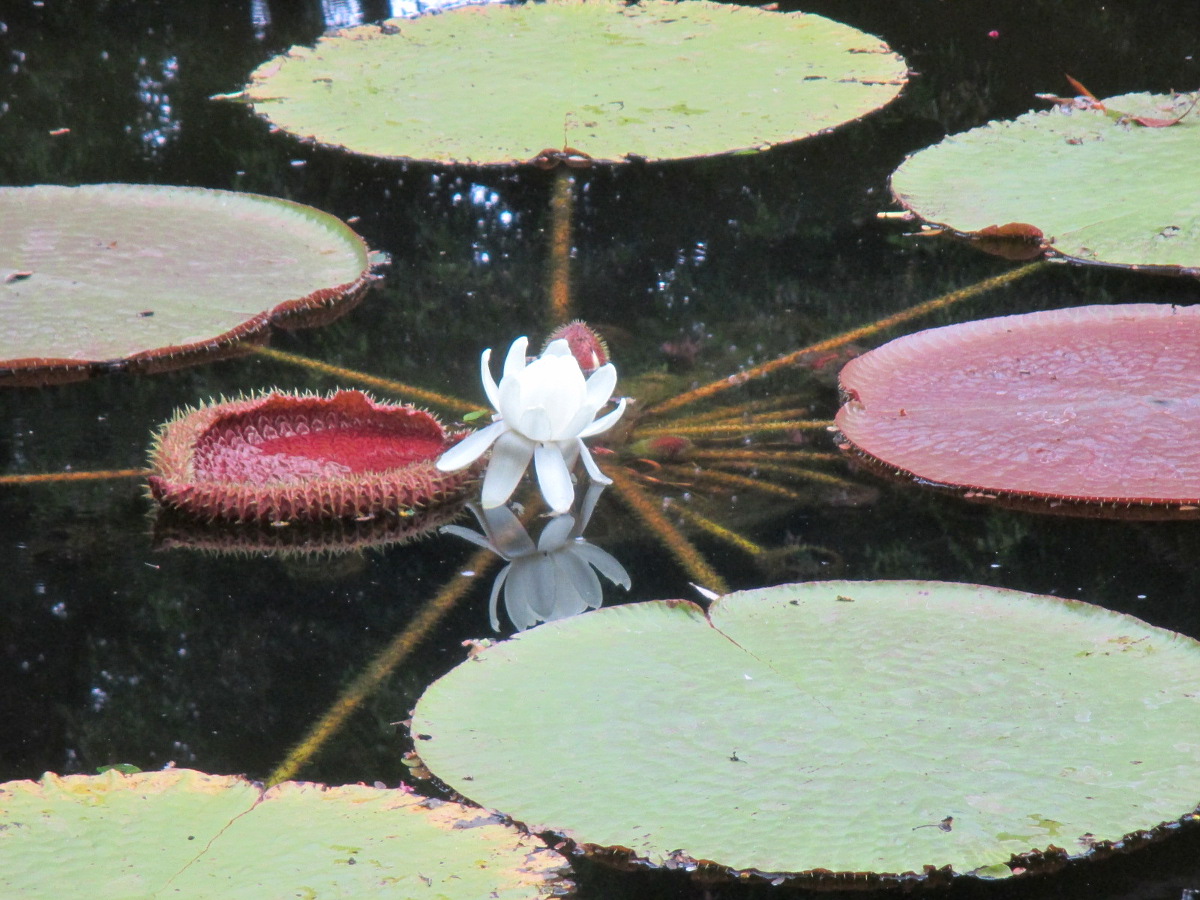 Image of Victoria amazonica specimen.