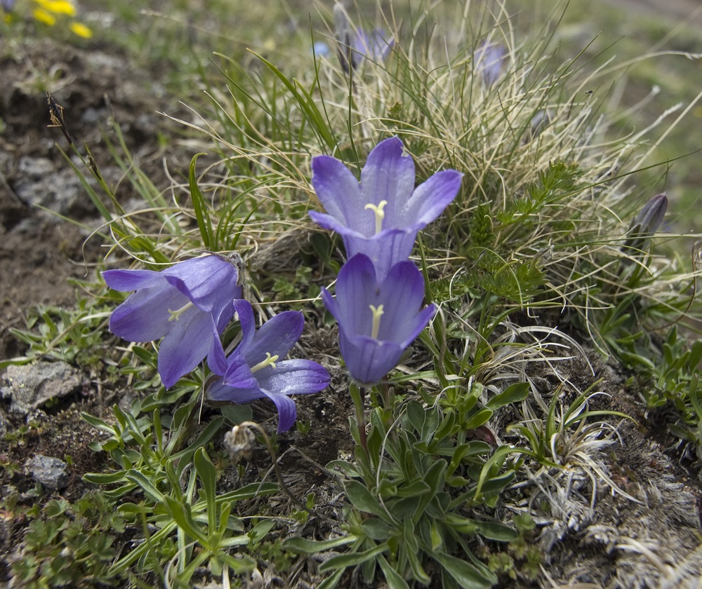 Image of Campanula biebersteiniana specimen.