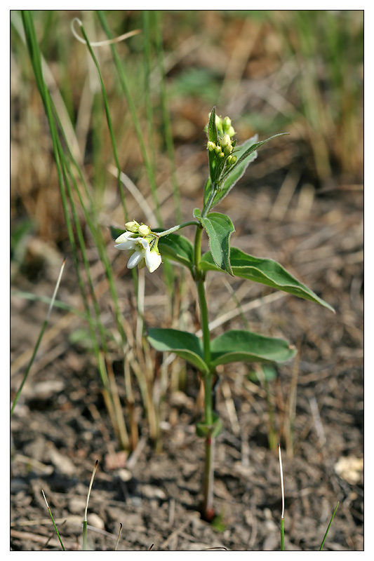 Image of Vincetoxicum hirundinaria specimen.