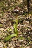 Orchis purpurea. Цветущее растение. Крым, Бахчисарайский р-н, дубовый лес по дороге к Сюйреньской крепости. 07.05.2009.