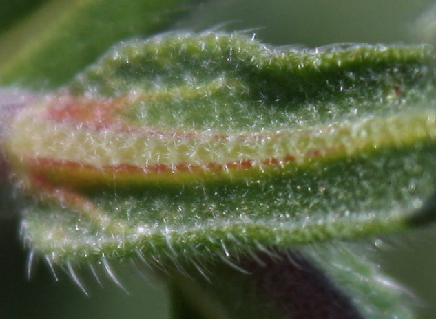 Image of Onosma taurica specimen.