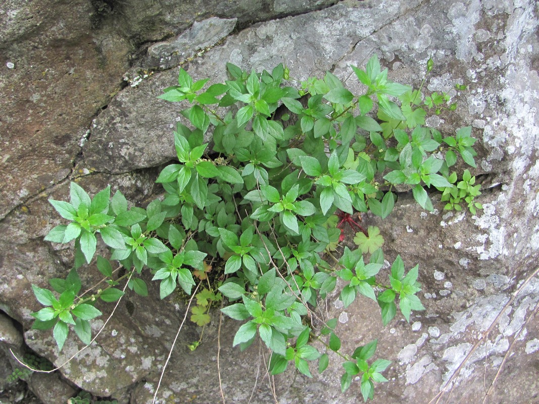 Image of Parietaria chersonensis specimen.