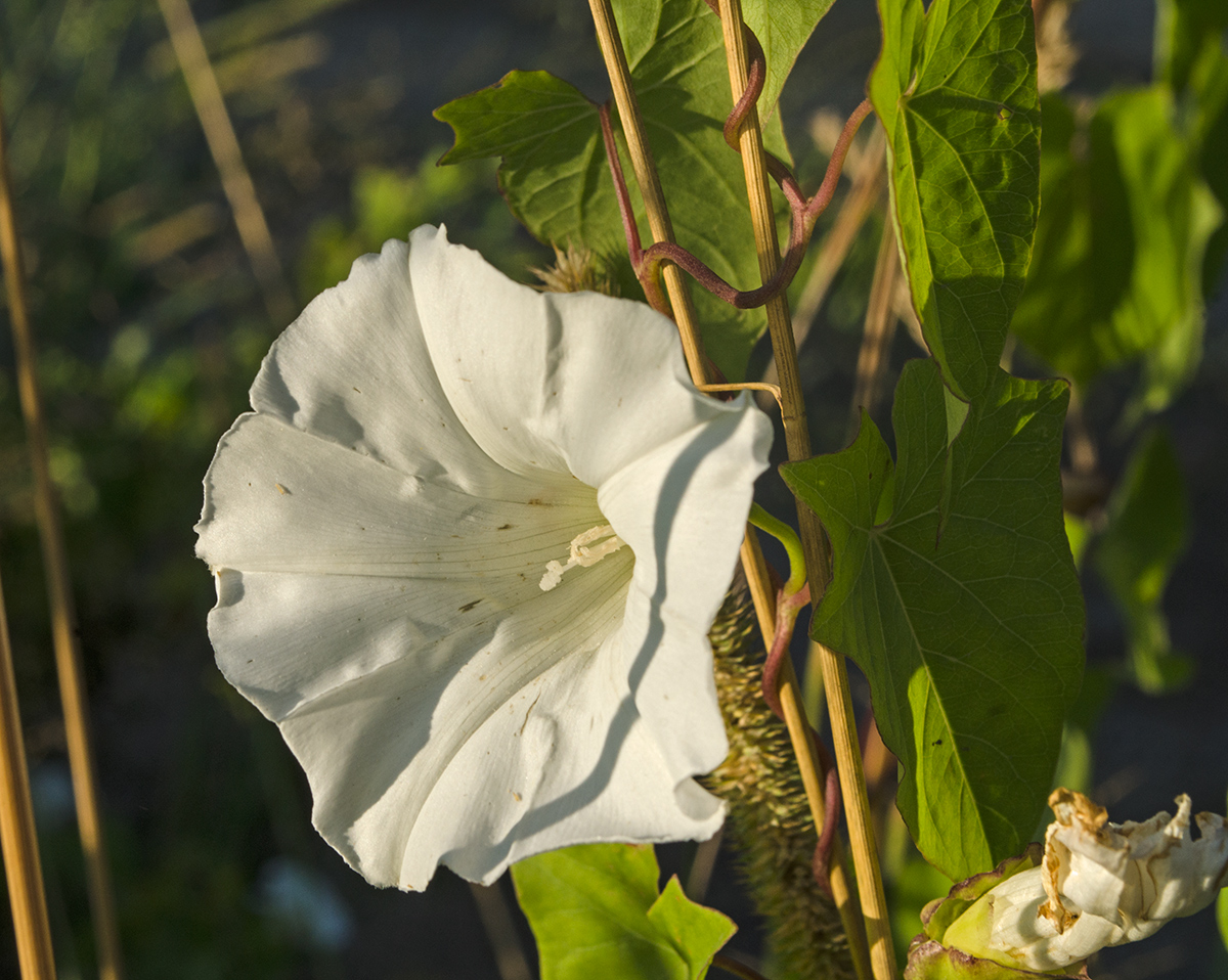 Изображение особи Calystegia sepium.