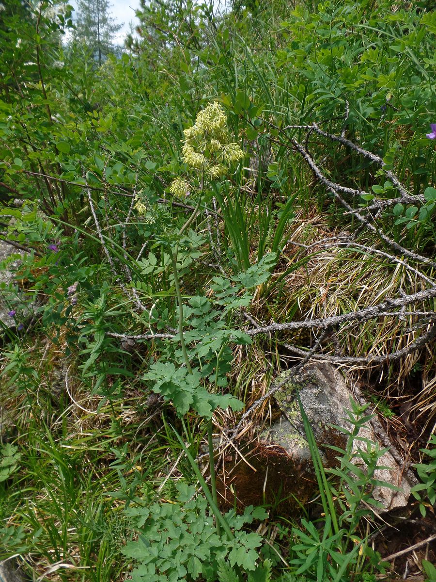 Image of Thalictrum minus specimen.