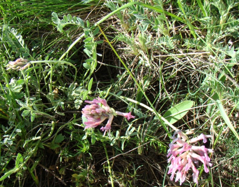 Image of Astragalus brachycarpus specimen.