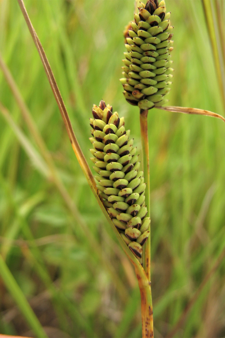 Image of Carex nigra specimen.