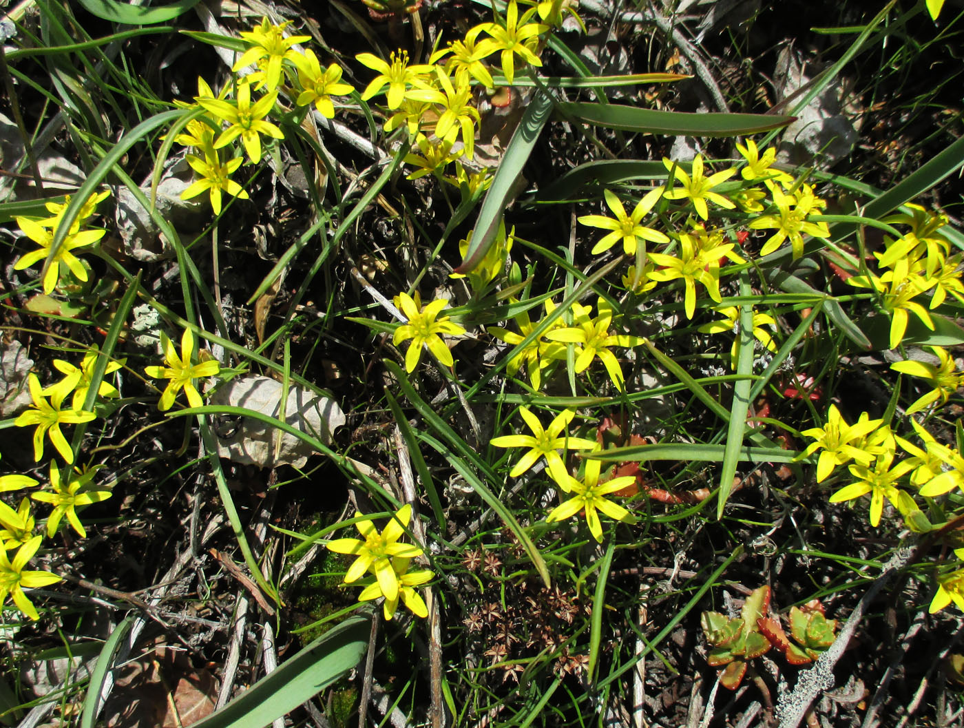 Image of genus Gagea specimen.