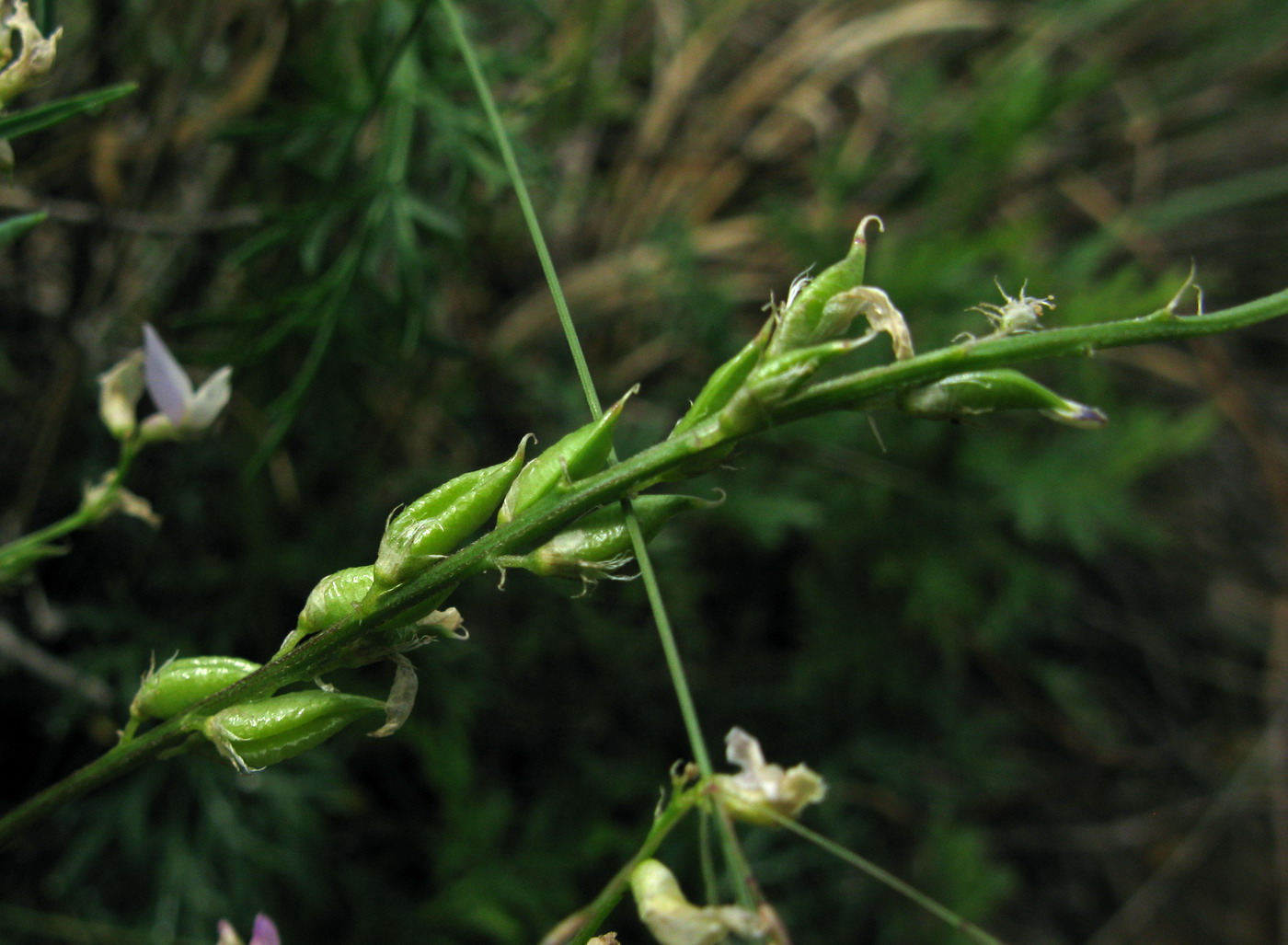 Image of Astragalus versicolor specimen.