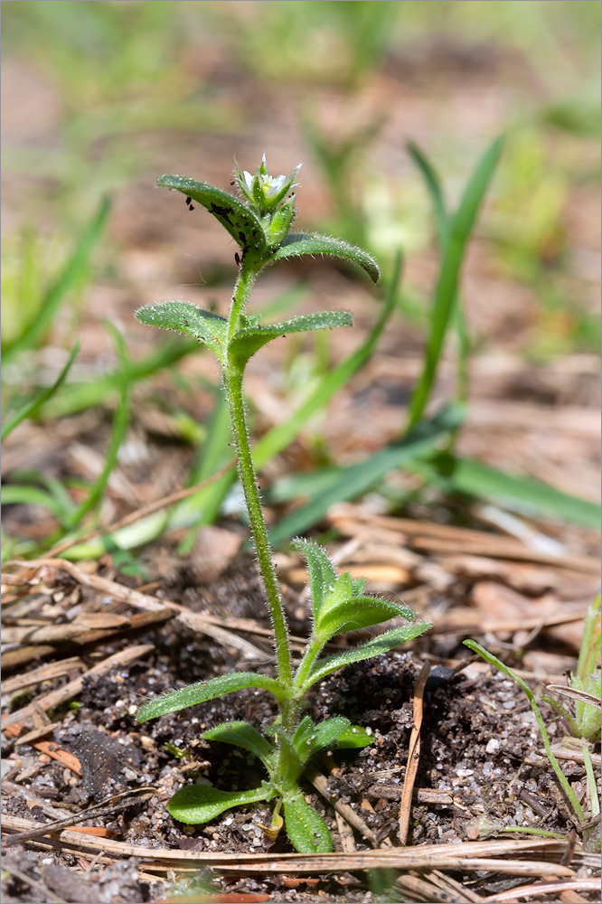 Image of Cerastium holosteoides specimen.