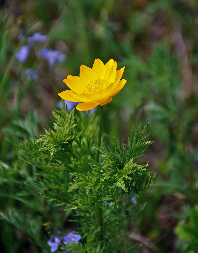 Image of Adonis apennina specimen.