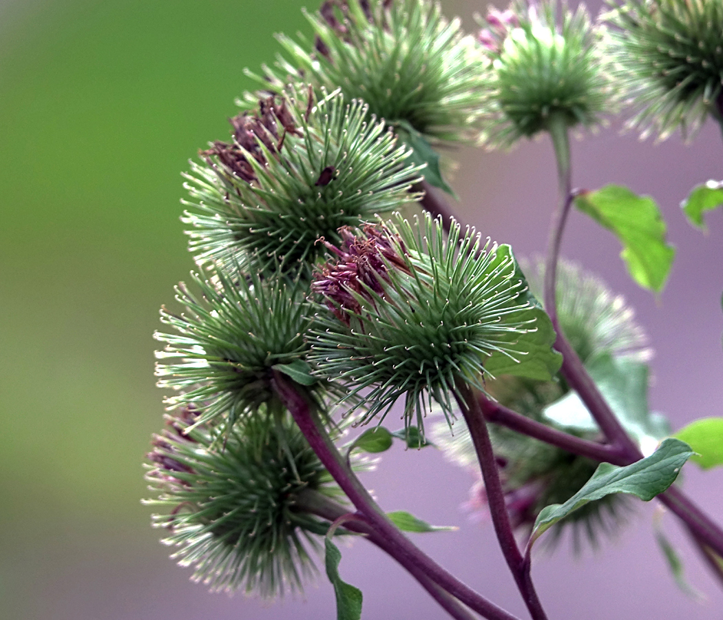 Изображение особи Arctium lappa.