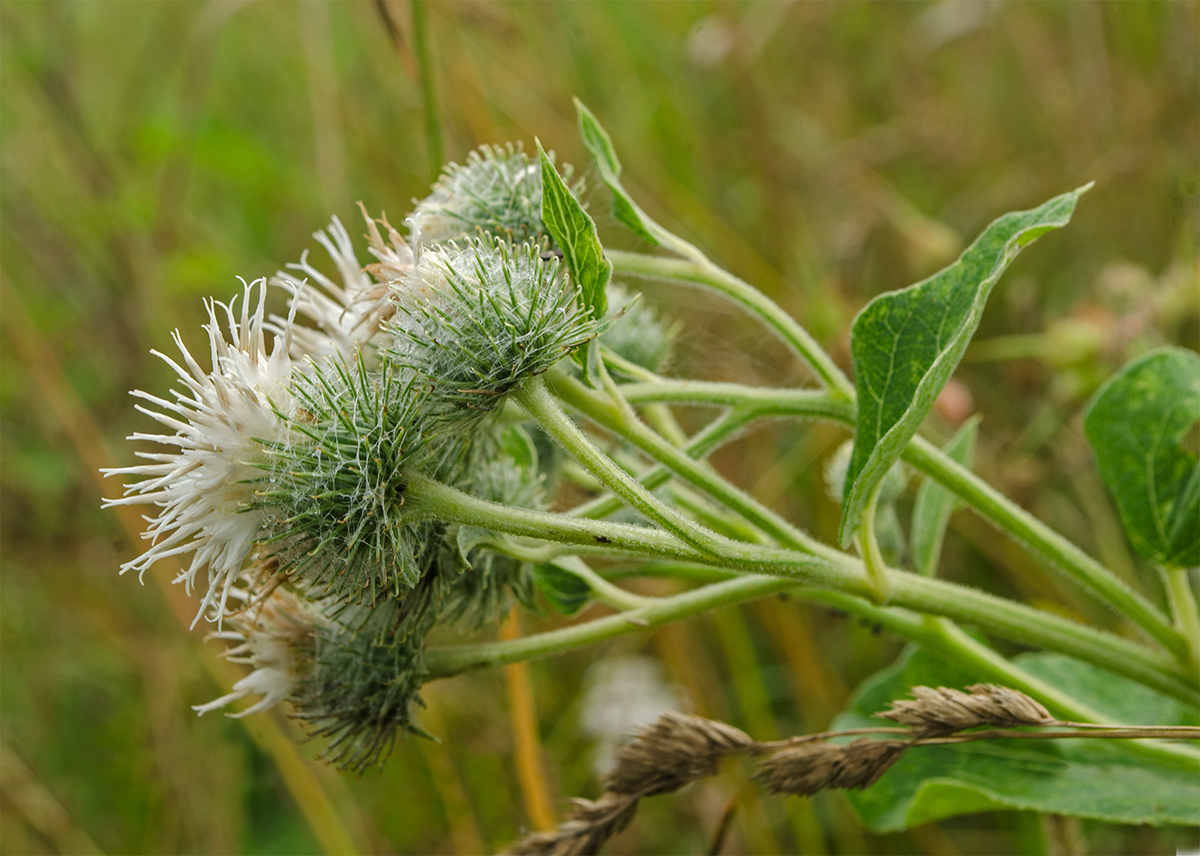 Image of Arctium tomentosum specimen.