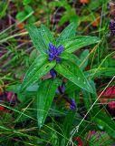 Gentiana cruciata. Верхушка расцветающего растения. Челябинская обл., Сосновский р-н, долина р. Миасс, окр. с. Кайгородово, луг. 08.08.2019.