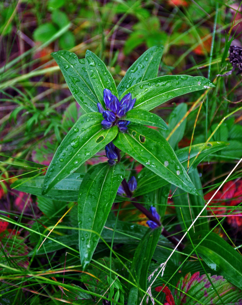 Image of Gentiana cruciata specimen.