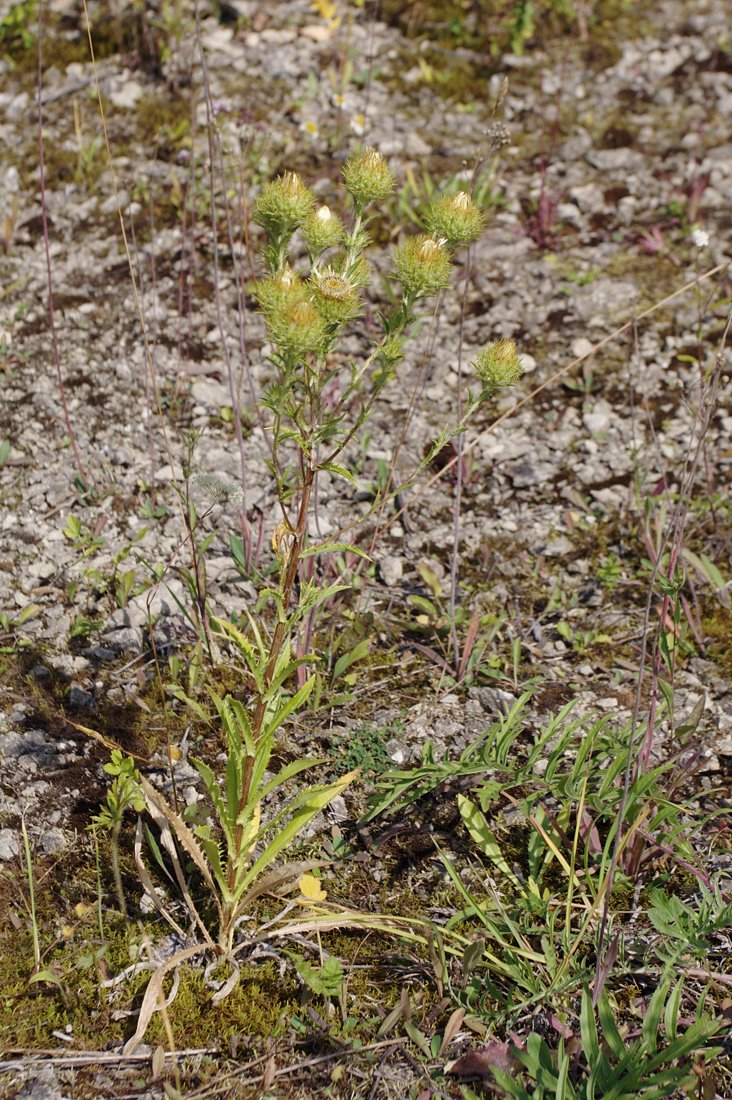 Изображение особи Carlina fennica.