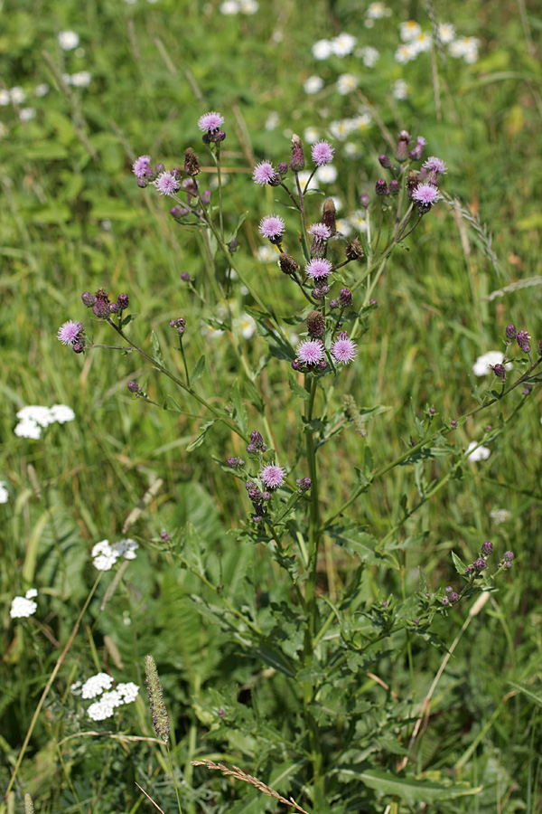 Image of Cirsium arvense specimen.