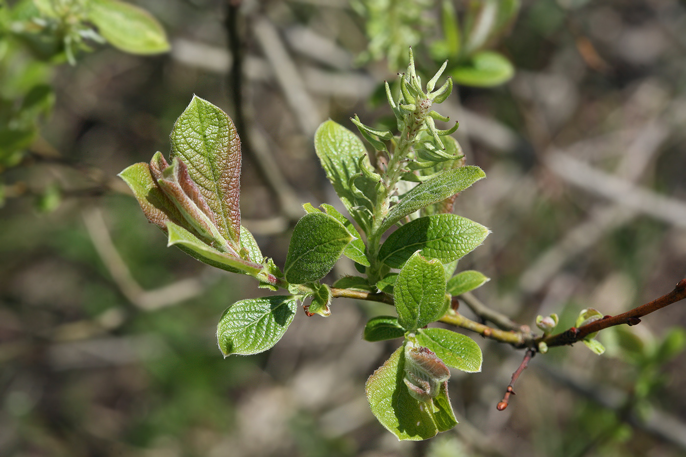 Image of Salix aurita specimen.