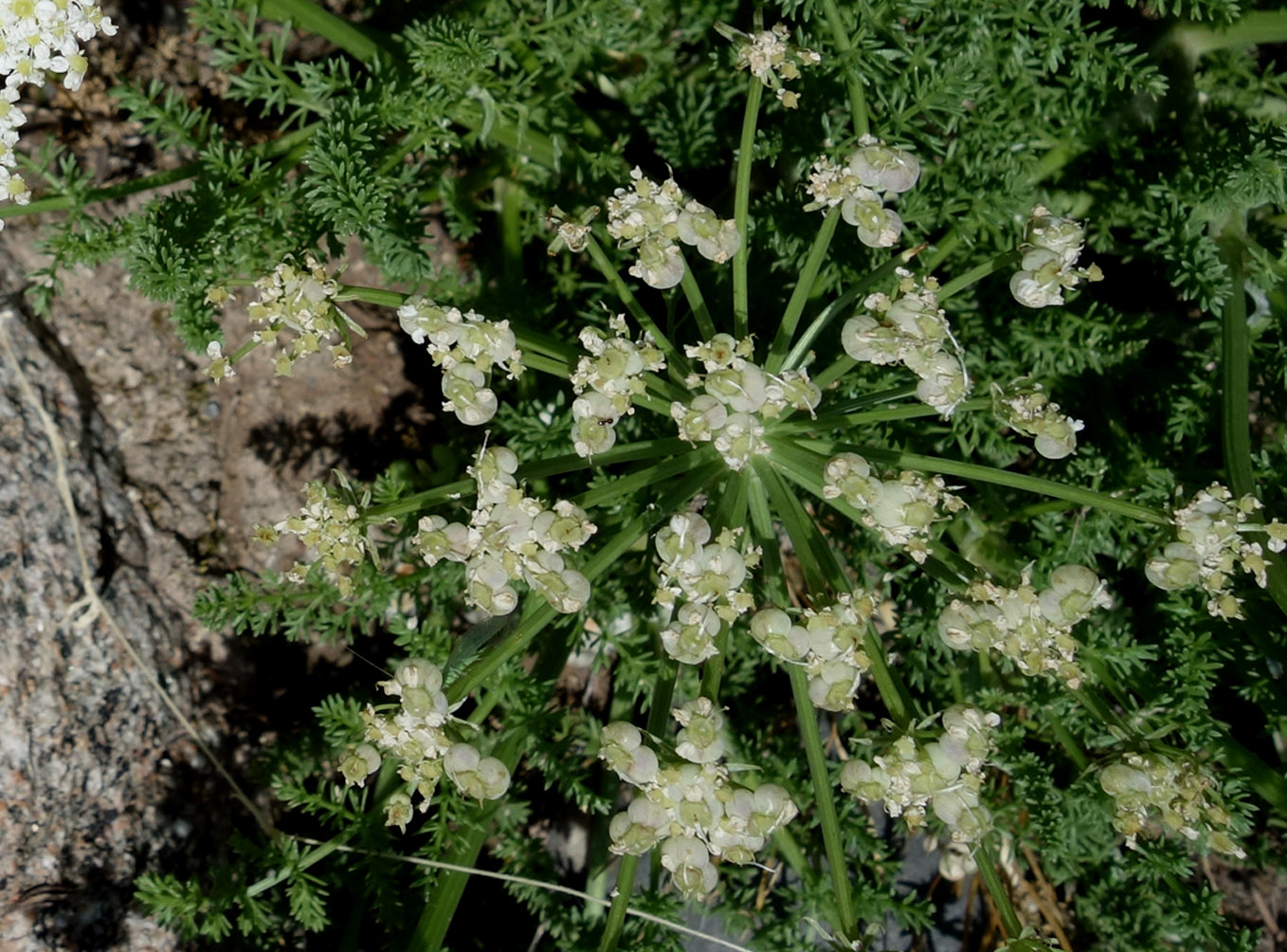 Image of Schrenkia golickeana specimen.