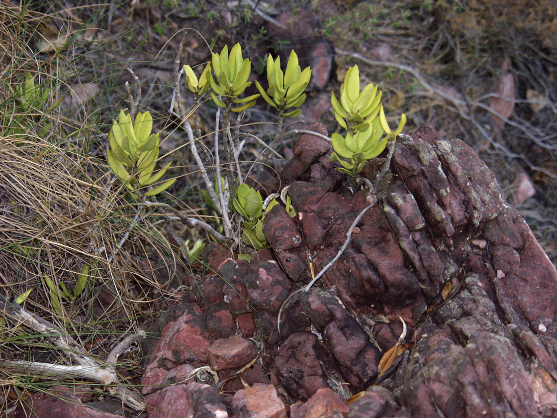 Изображение особи семейство Myrtaceae.