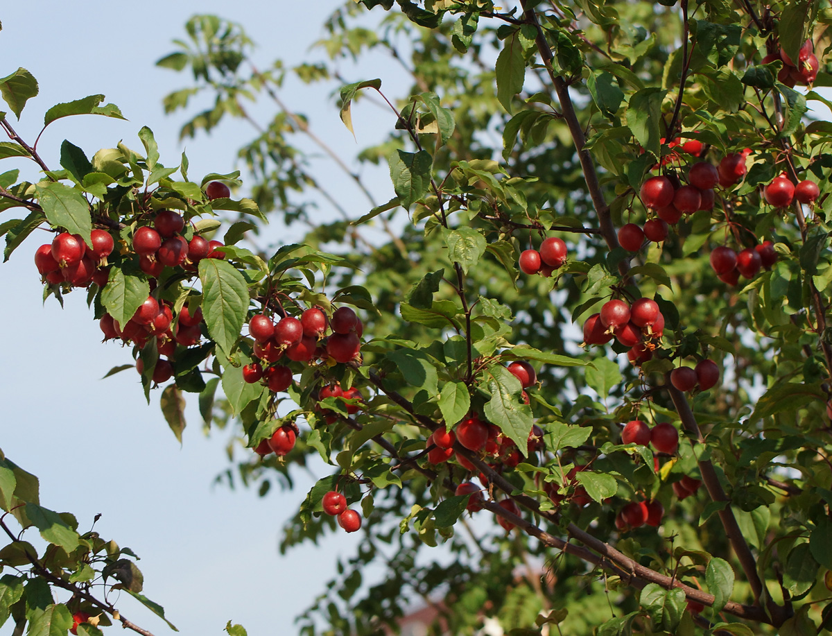 Изображение особи Malus &times; purpurea.