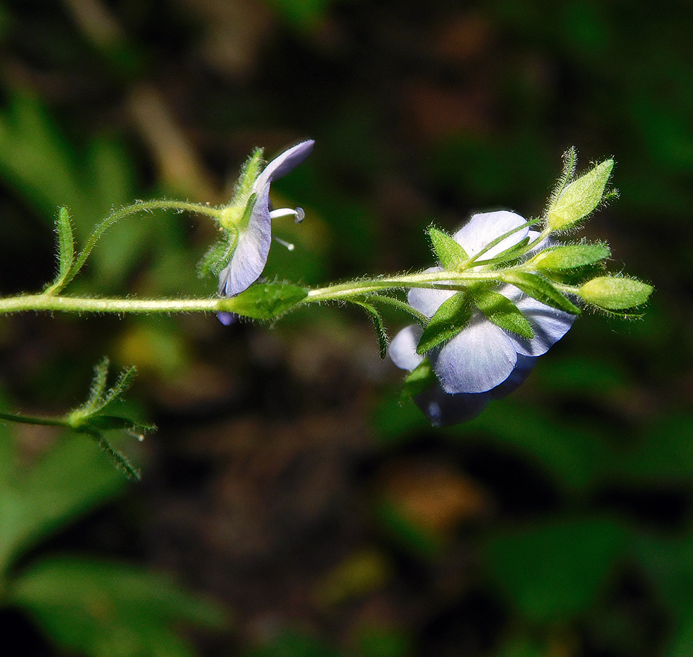 Image of Veronica umbrosa specimen.